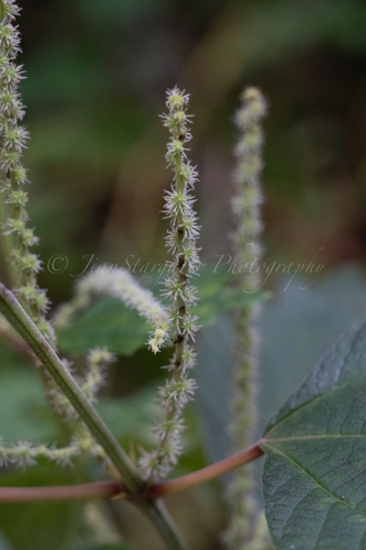 Boehmeria spicata — photo