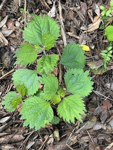 Boehmeria spicata