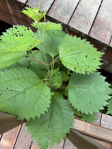 Boehmeria tricuspis var. unicuspis — photo