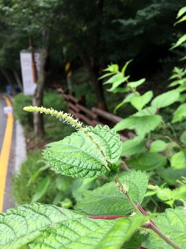 Boehmeria tricuspis var. unicuspis