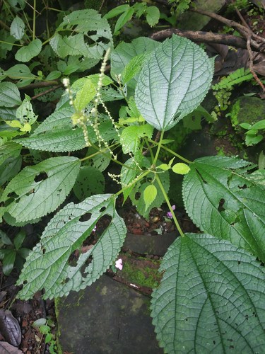 Boehmeria virgata