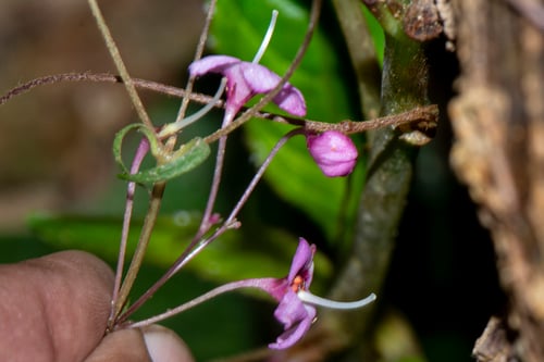 Boeica fulva (Jaku) — photo