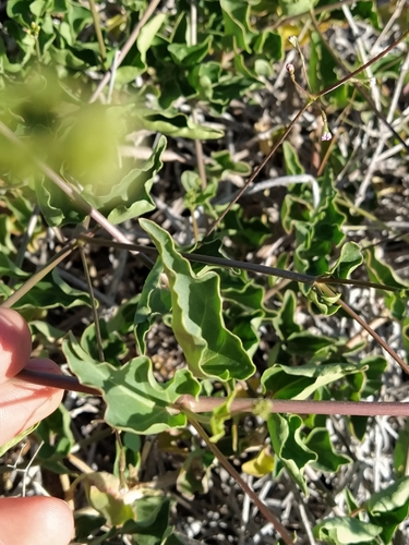 Boerhavia australis (Tah vine) — photo