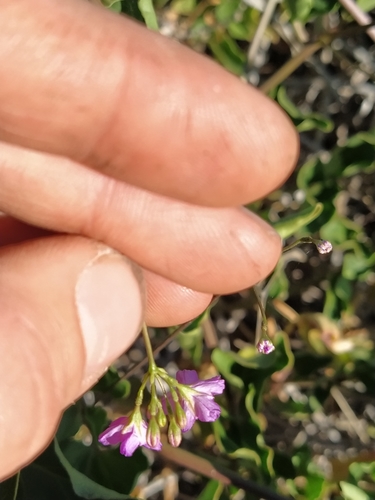 Boerhavia australis (Tah vine) — photo