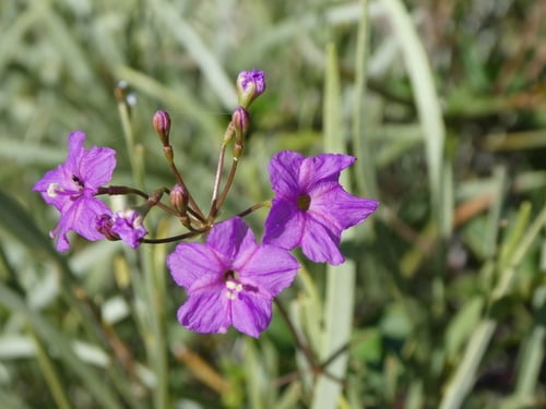 Boerhavia australis