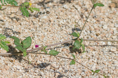 Boerhavia coccinea (Tarvine) — photo