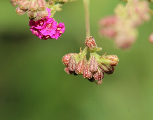 Boerhavia coccinea (Tarvine) — photo