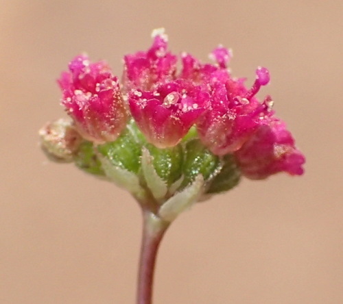 Boerhavia diffusa (Hogweed) — photo