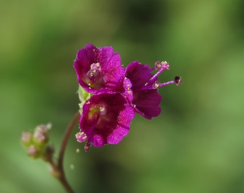 Boerhavia diffusa