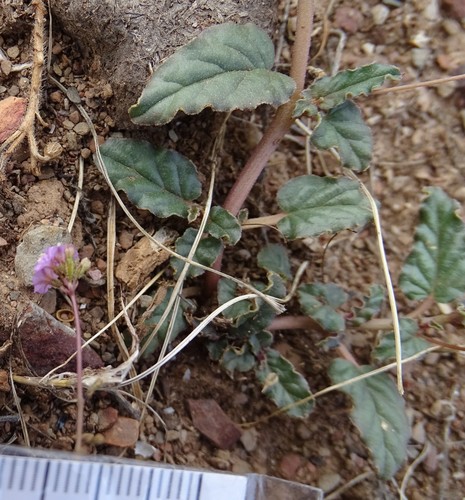 Boerhavia dominii (Tarvine) — photo
