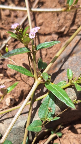 Boerhavia dominii (Tarvine) — photo