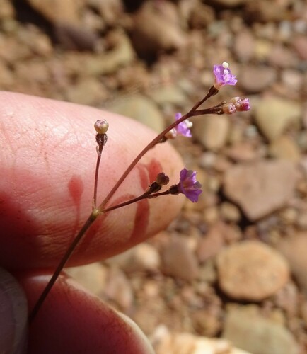 Boerhavia dominii