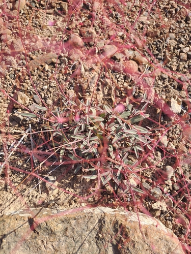 Boerhavia elegans — photo