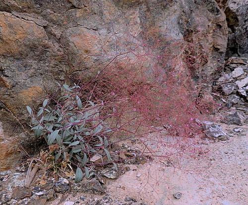 Boerhavia elegans