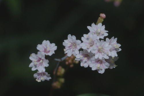 Boerhavia erecta (Hogweed) — photo