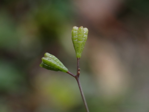 Boerhavia erecta (Hogweed) — photo