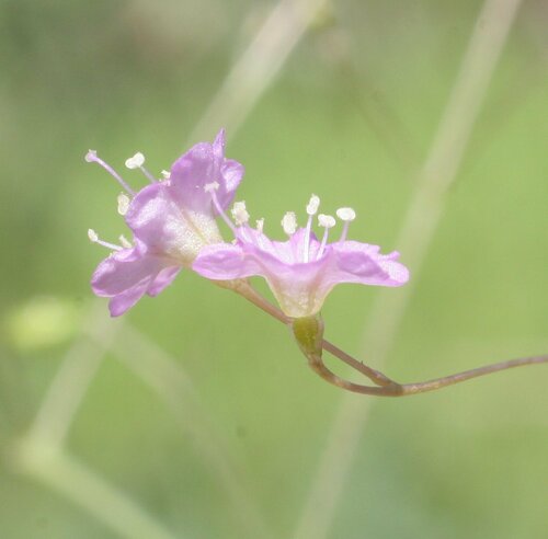Boerhavia gardneri (Tarvine) — photo