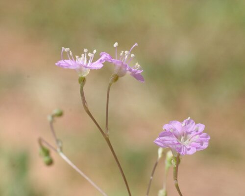 Boerhavia gardneri