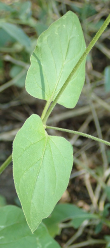 Boerhavia plumbaginea — photo