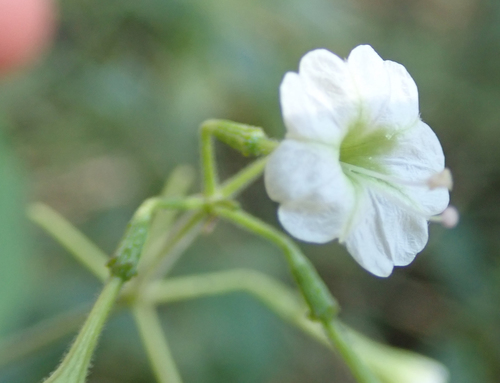 Boerhavia plumbaginea