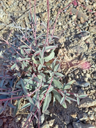 Boerhavia rubicunda