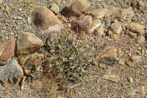 Boerhavia rubicunda — photo