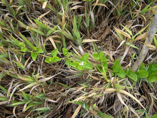 Boerhavia tetrandra — photo