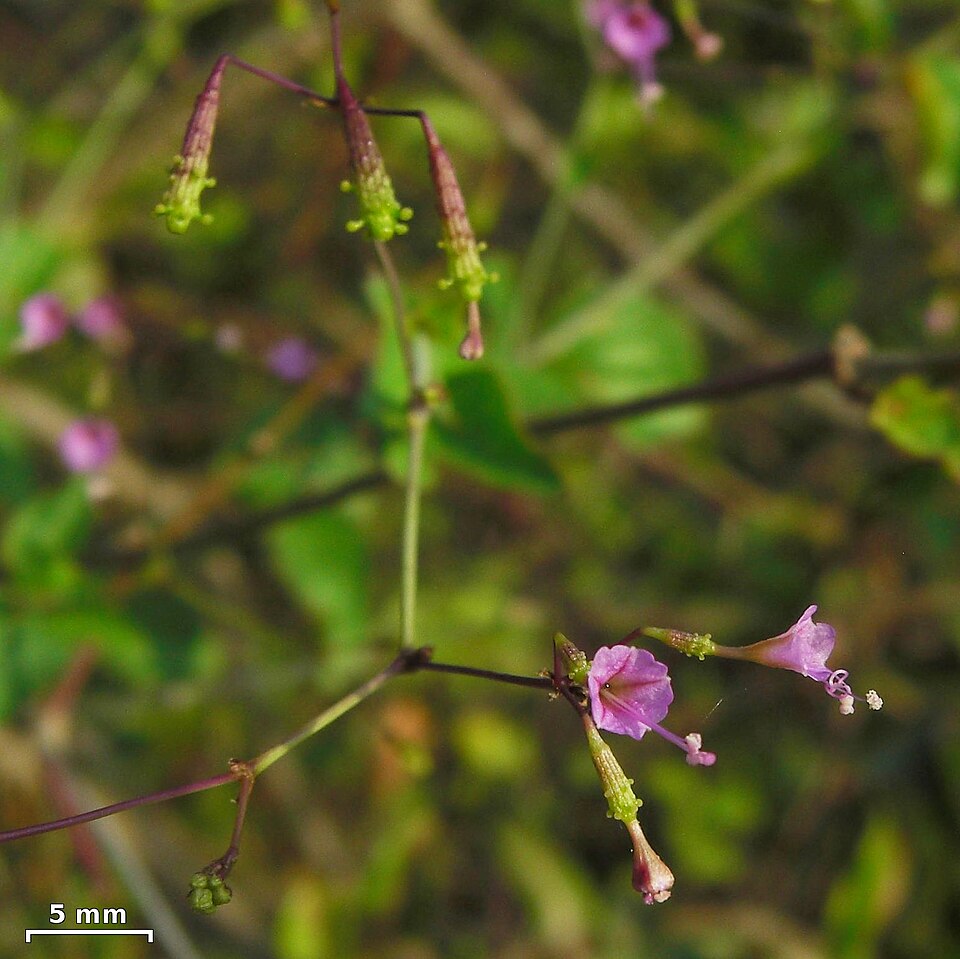 Boerhavia tuberosa