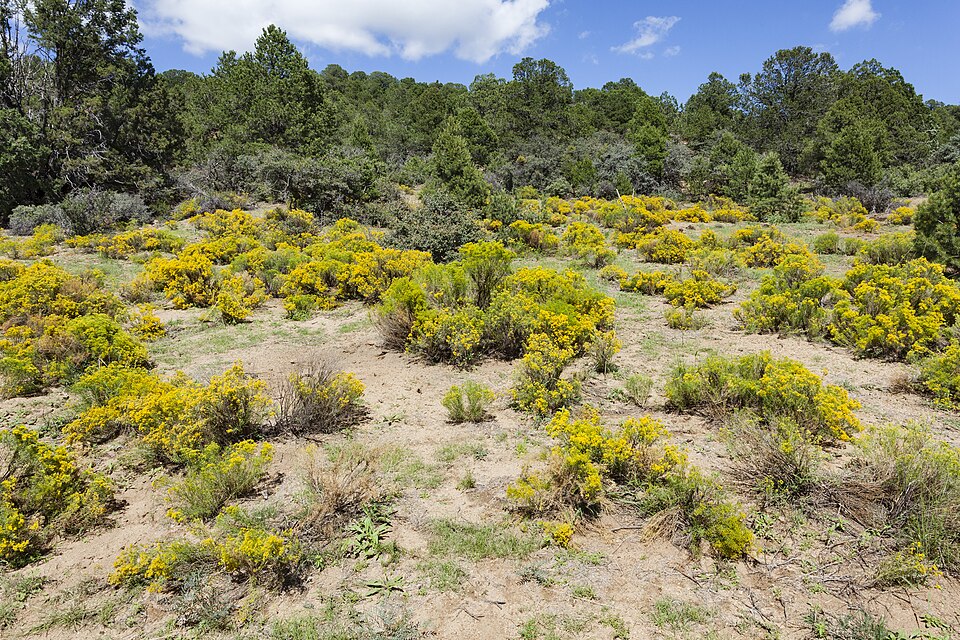 Boerhavia verticillata