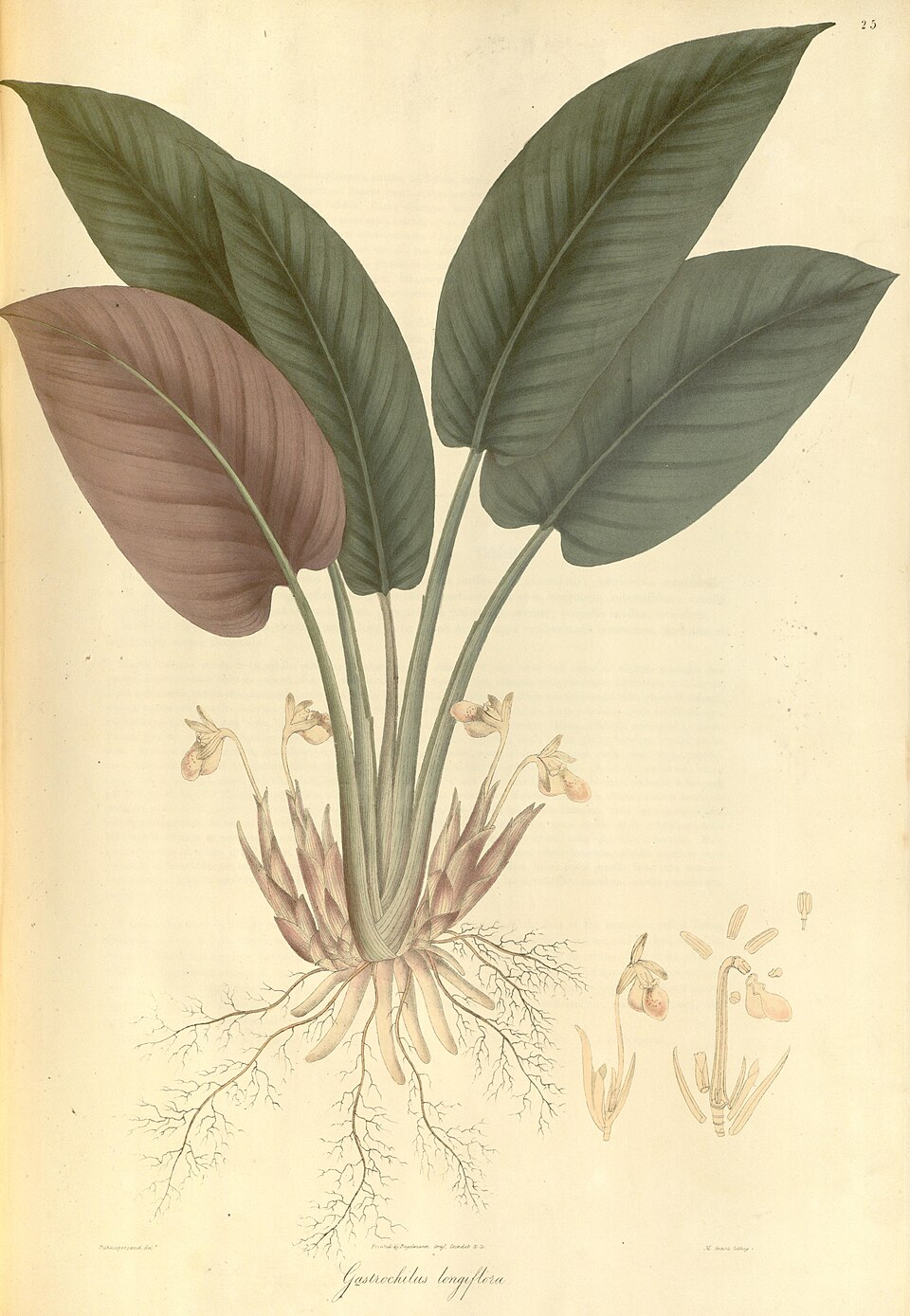 Boesenbergia longiflora — photo