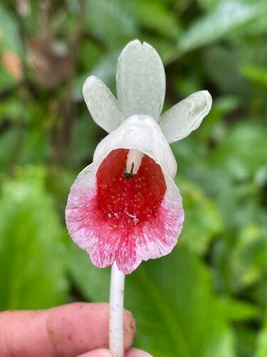 Boesenbergia longiflora