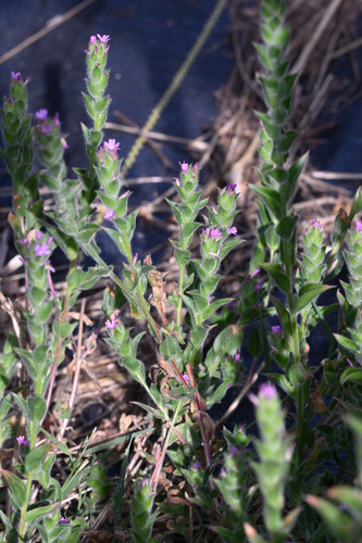 Boisduvalia densiflora (Dense flower willowherb) — photo