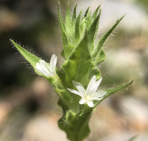 Boisduvalia densiflora (Dense flower willowherb) — photo