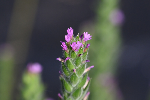 Boisduvalia densiflora