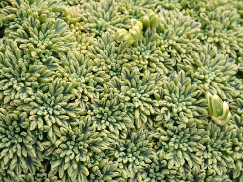 Bolax gummifera (Bolsam-bog) — photo