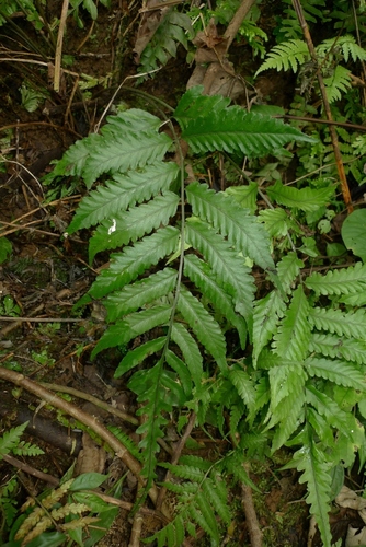 Bolbitis lonchophora (Bolbitis fern) — photo
