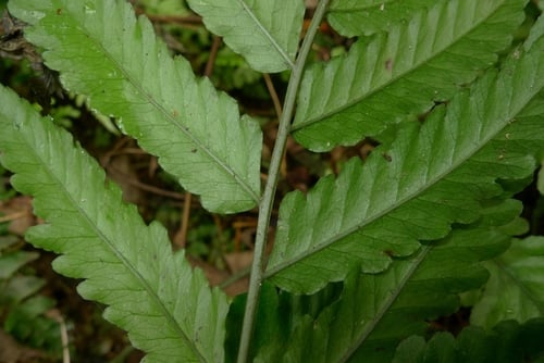 Bolbitis lonchophora (Bolbitis fern) — photo