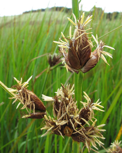 Bolboschoenus caldwellii (Sea club rush) — photo