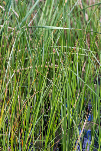 Bolboschoenus caldwellii (Sea club rush) — photo
