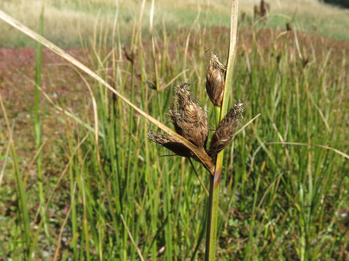 Cyperaceae