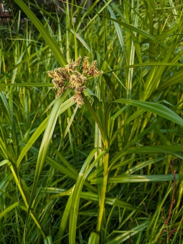 Bolboschoenus fluviatilis (Marsh club rush) — photo