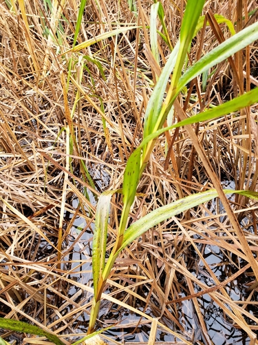 Bolboschoenus fluviatilis (Marsh club rush) — photo