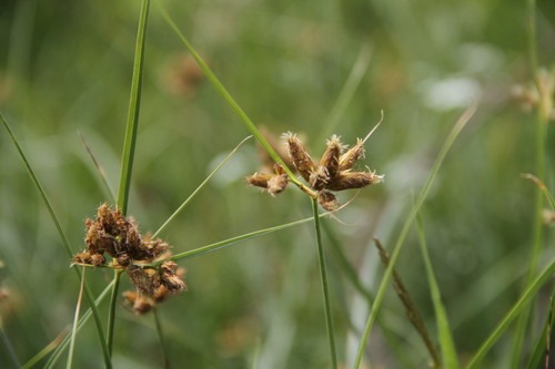 Bolboschoenus glaucus