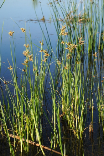 Bolboschoenus maritimus (Sea club-rush) — photo