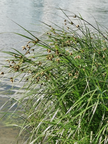 Bolboschoenus maritimus (Sea club-rush) — photo