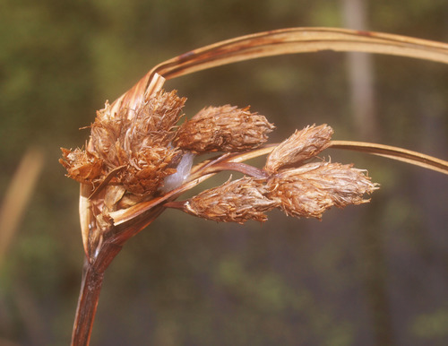 Bolboschoenus medianus
