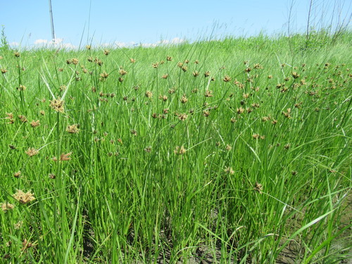 Bolboschoenus planiculmis — photo