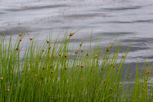 Bolboschoenus planiculmis — photo