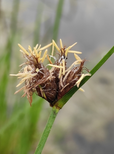 Bolboschoenus planiculmis