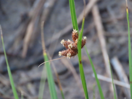 Bolboschoenus robustus (Alkali bulrush) — photo